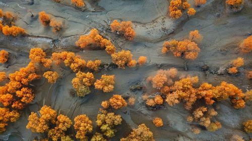 High angle view of trees during autumn