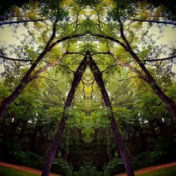 Low angle view of trees