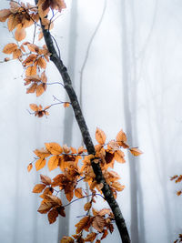 Close-up of dry leaves on tree during winter