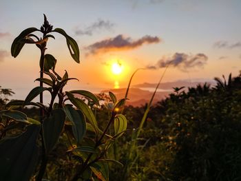 Close-up of orange plant on field against sky during sunset