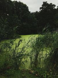 Scenic view of lake amidst trees in forest