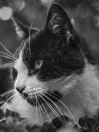 Close-up of cat looking away