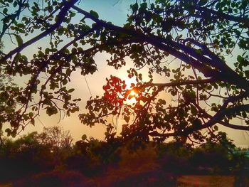 Low angle view of trees against sky during sunset