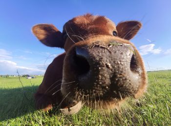 Close-up of an animal on field