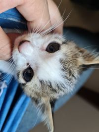 Close-up of hand holding cat