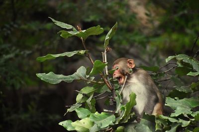 Monkey with green leaves