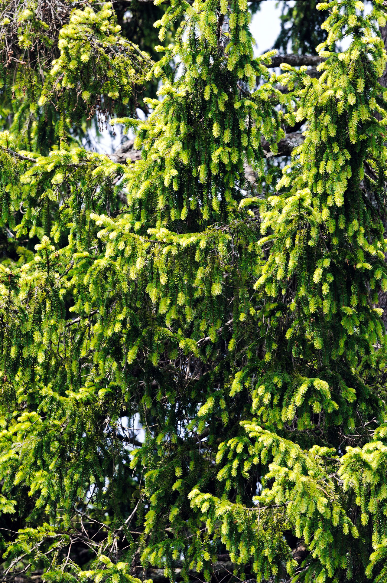 Golden Norway spruce