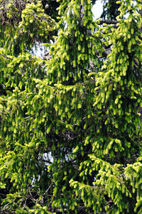 Close-up of fruits growing on tree