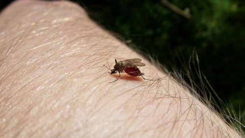 Close-up of mosquito on human hand