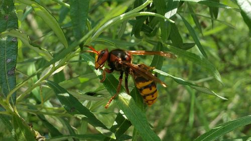 Close-up of insect on leaf