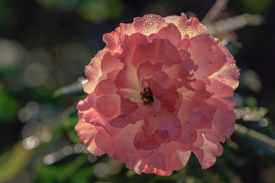 Close-up of insect on flower