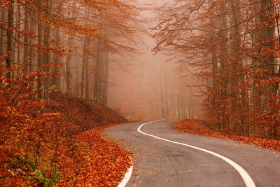 Empty road along trees in forest during autumn