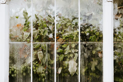 Plants seen through glass window