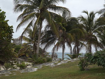 Palm trees on landscape against sky