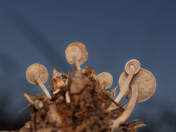 macro photography