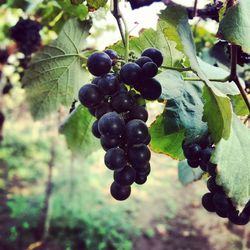 Close-up of grapes