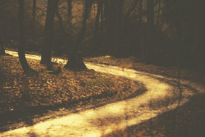 Trees in forest