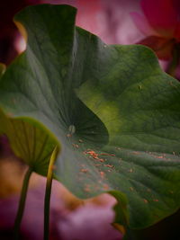 Close-up of green leaf on plant
