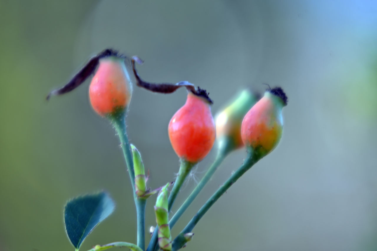 CLOSE-UP OF CHERRIES ON PLANT