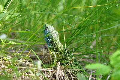 Close-up of lizard on grass