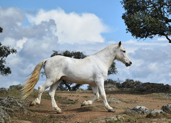 Horse standing in a field