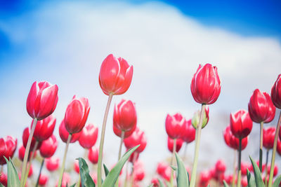 Blooming vibrant tulips flowers field, colourfull tulip, yellow flower tulip, soft selective focus.