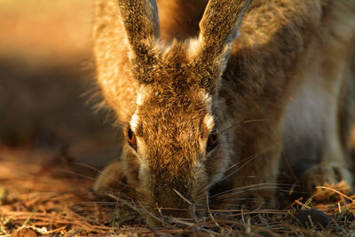 Wild hare on brijuni national park, croatia