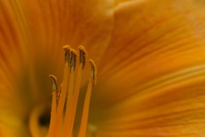 Close-up of yellow flower