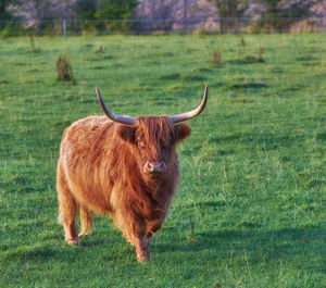 Portrait of cow standing on field