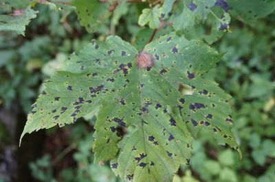 Close-up of green leaves