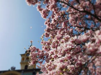 Low angle view of cherry blossom tree