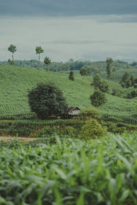 Scenic view of agricultural field against sky