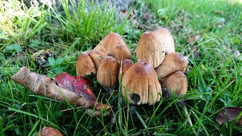 Close-up of mushrooms on field