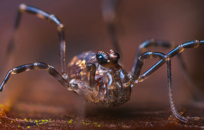 Close-up of spider