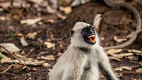 Close-up of monkey