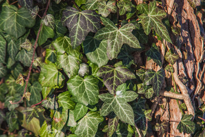 Full frame shot of fresh green leaves