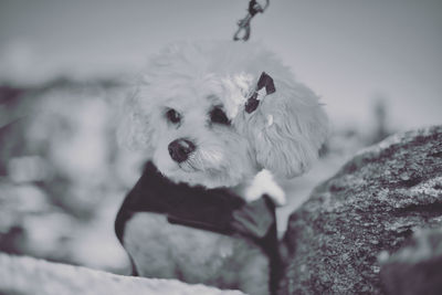 Dog looking away on snow