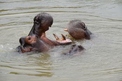 Three hippopotamus in lake