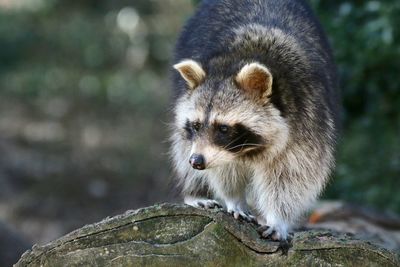 Close-up portrait of a squirrel