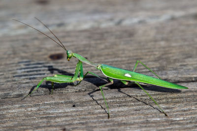 Close-up of praying mantis on wooden table