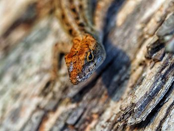 Close-up of lizard on tree trunk