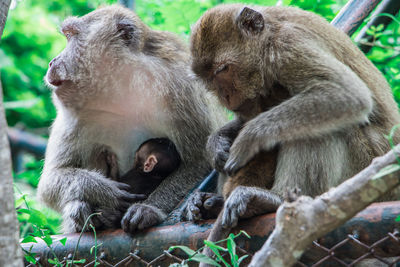 Portrait of a monkey