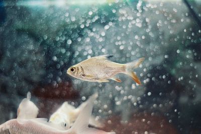 View of fish swimming in aquarium