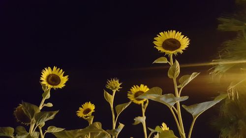 Close-up of daisy flowers