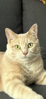 pet