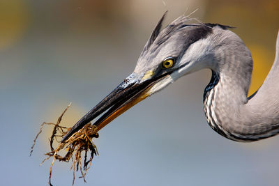Young grey heron portrait in the background of the yellow flowers