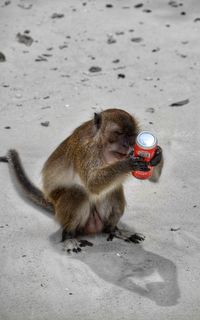 Close-up of monkey sitting on sand