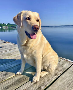 Dog looking away while standing on pier