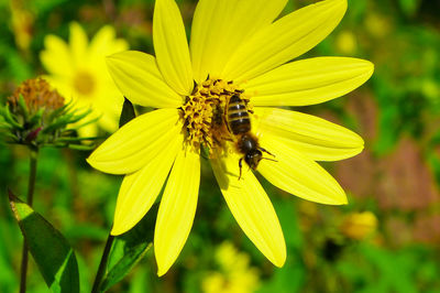 Close-up of bee on yellow flower