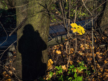 Rear view of woman with shadow on tree